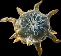 /album/fotogalerie-lordakium-/lordakiumrender-png/